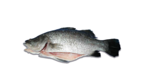 Frozen Fish Barramundi Clean GGS 600/800 10kg